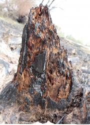 Burned Wood